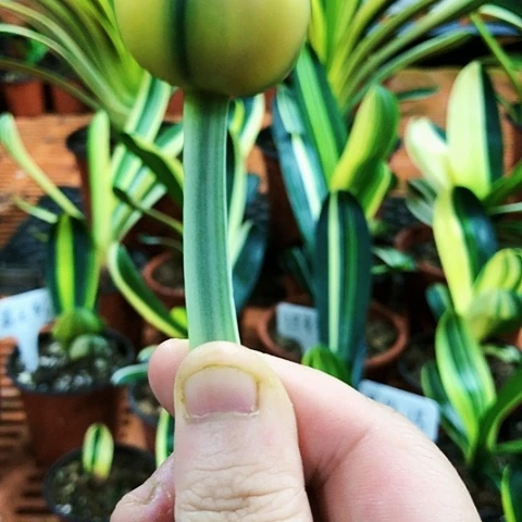 【闪购商品】༺**༻直播间