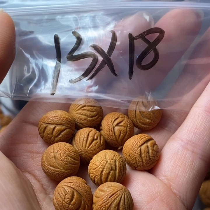 文玩核桃手串秦岭野生龙纹桃核13