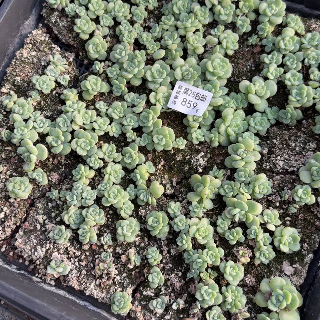 859 干冰一盘满20包邮
