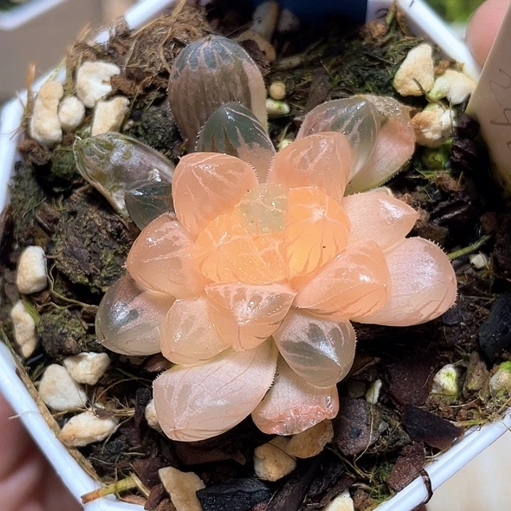 676绯桃锦一物一拍即
