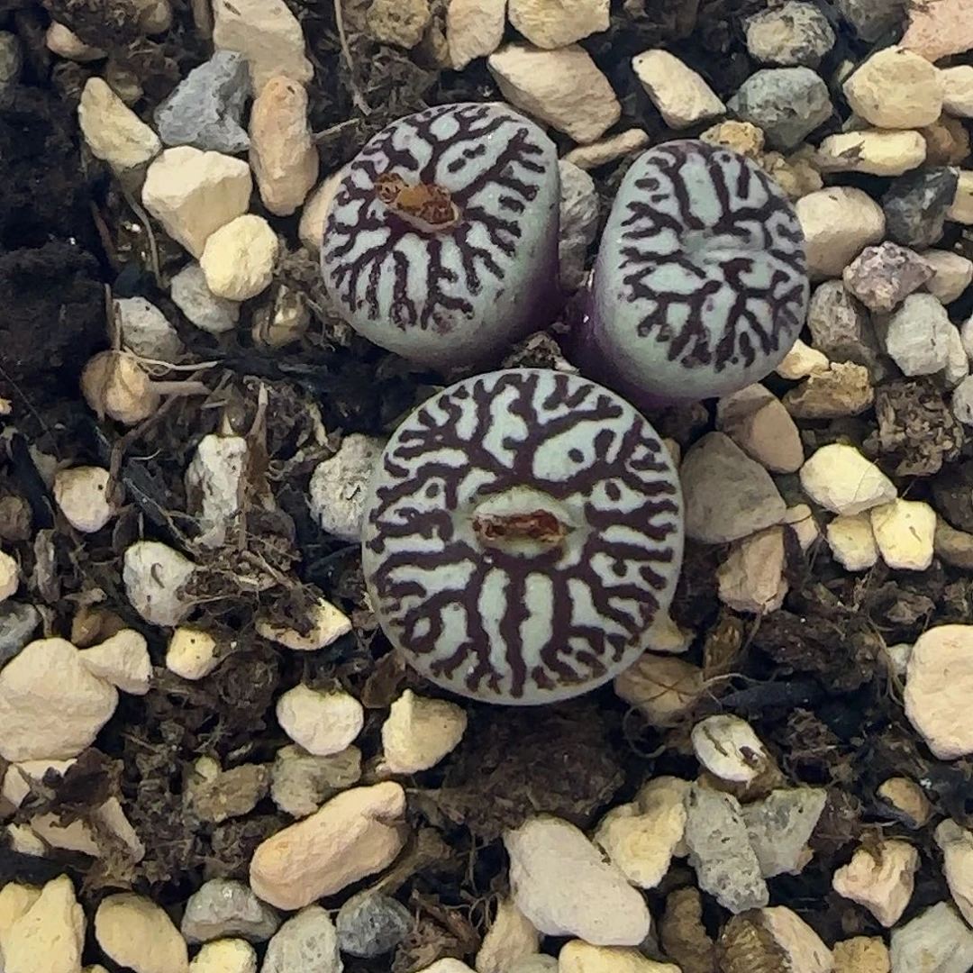 628超墨带盆土发货