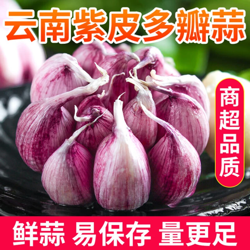 云南正宗紫皮分瓣新鲜大蒜带泥皮大果精品蒜头