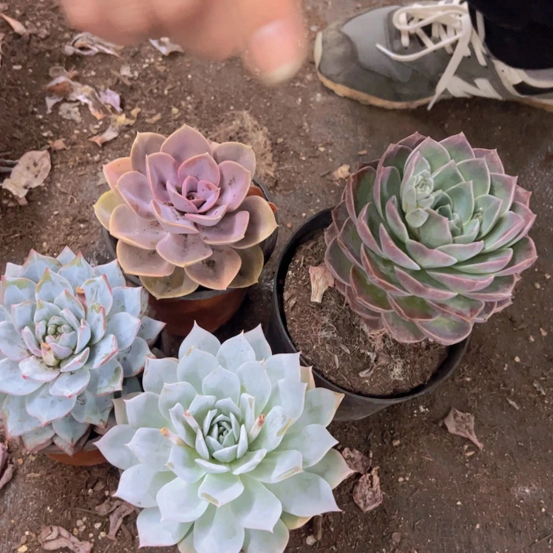 薄叶蓝鸟，粉蓝鸟，紫珍珠，原始哈利沃森单头各一