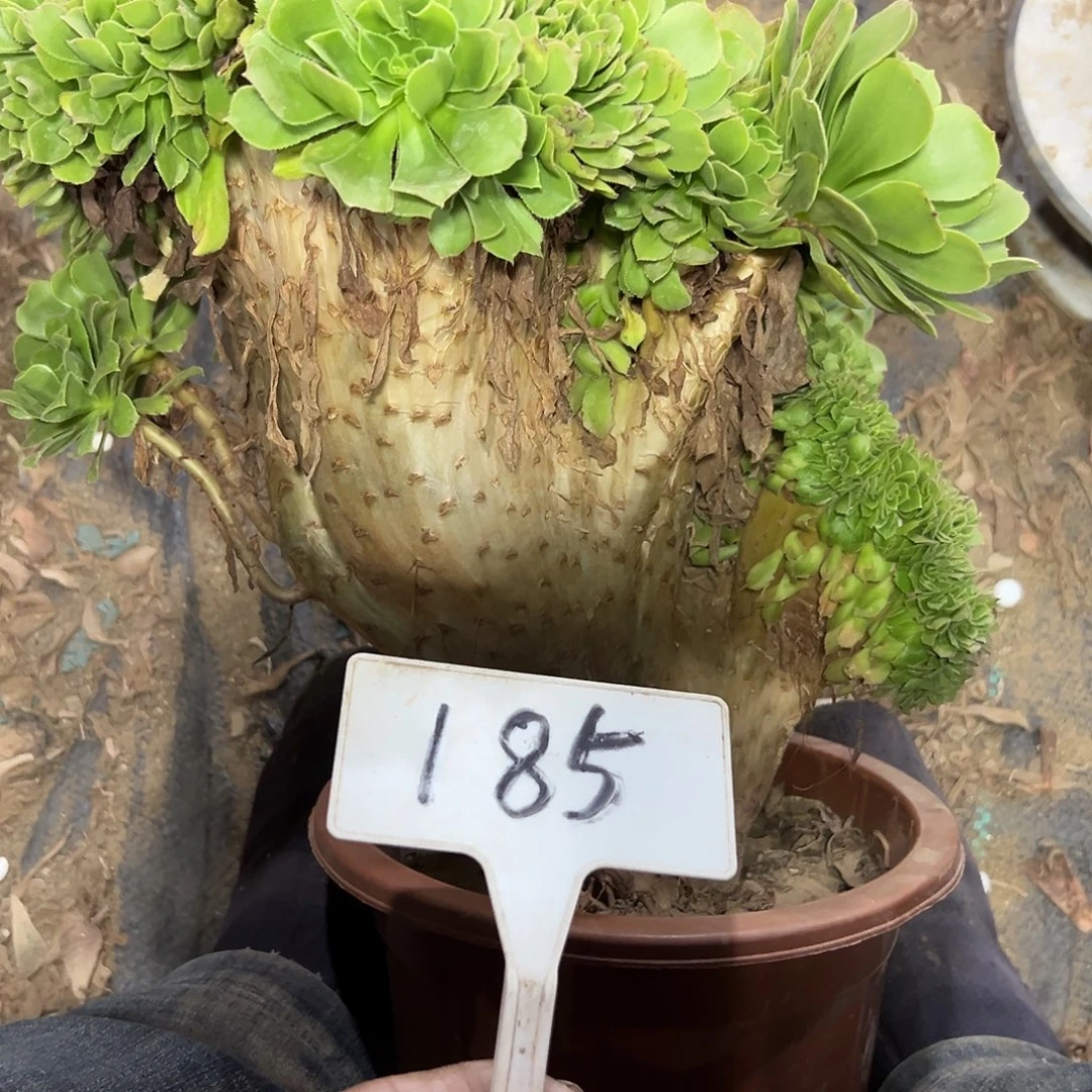 多肉植物绿羊绒缀花185