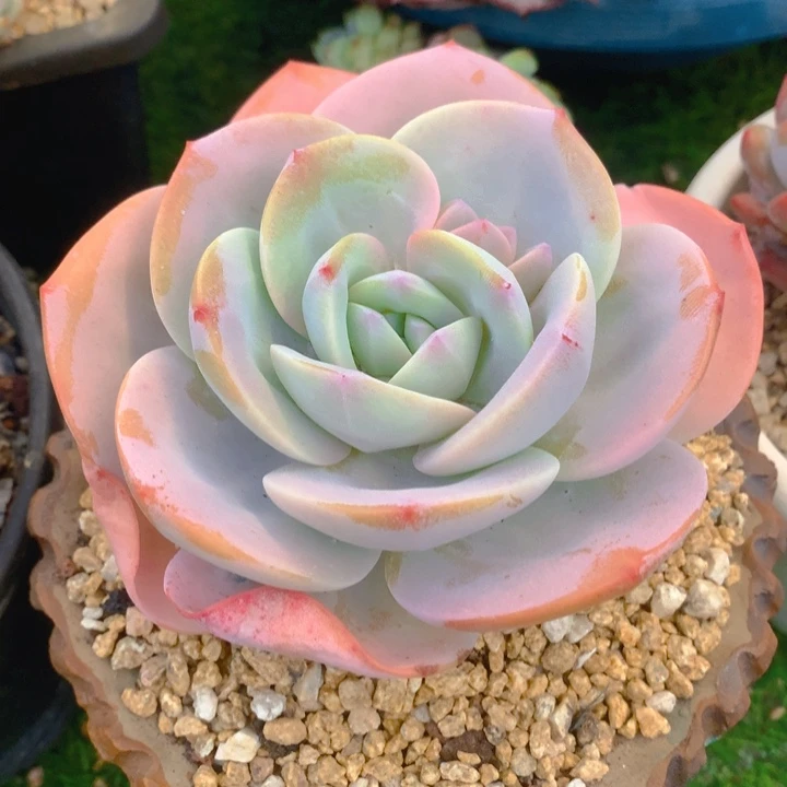 多肉乐园精品奶茶