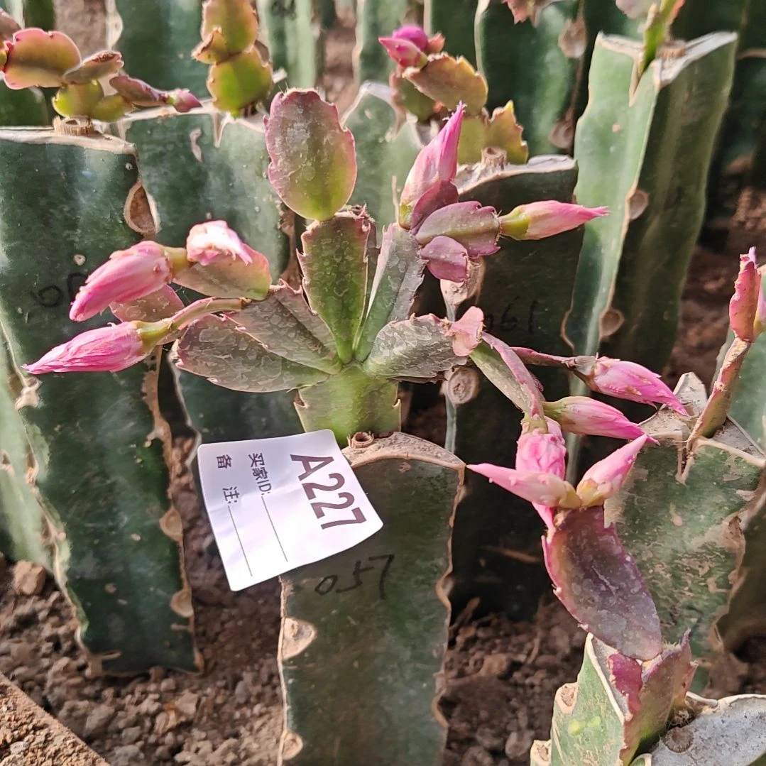 057粉重瓣脱土脱盆易掉芽苞227