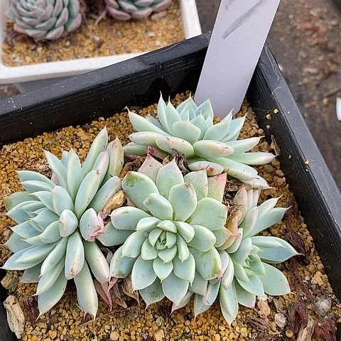 夜**兰79多肉植物老桩