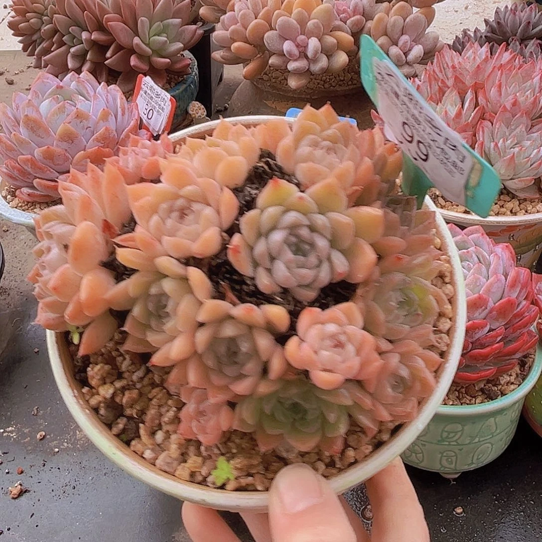 99海琳娜多肉植物