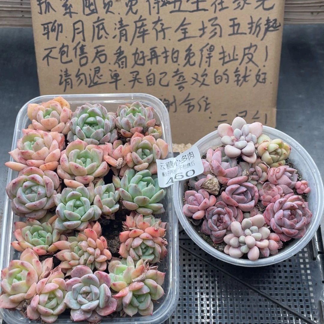 云糖心多肉植物460