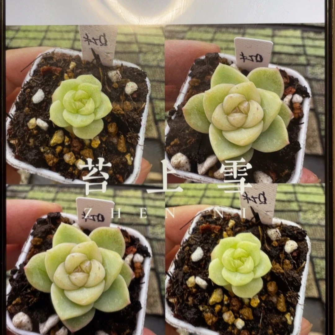 苔上雪20粒，新手推荐
