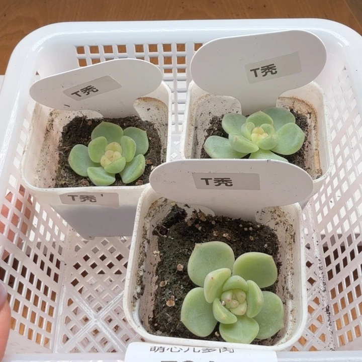 724 多肉植物 一物一拍