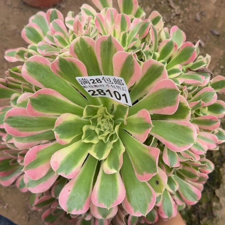 28101白凤多肉植物