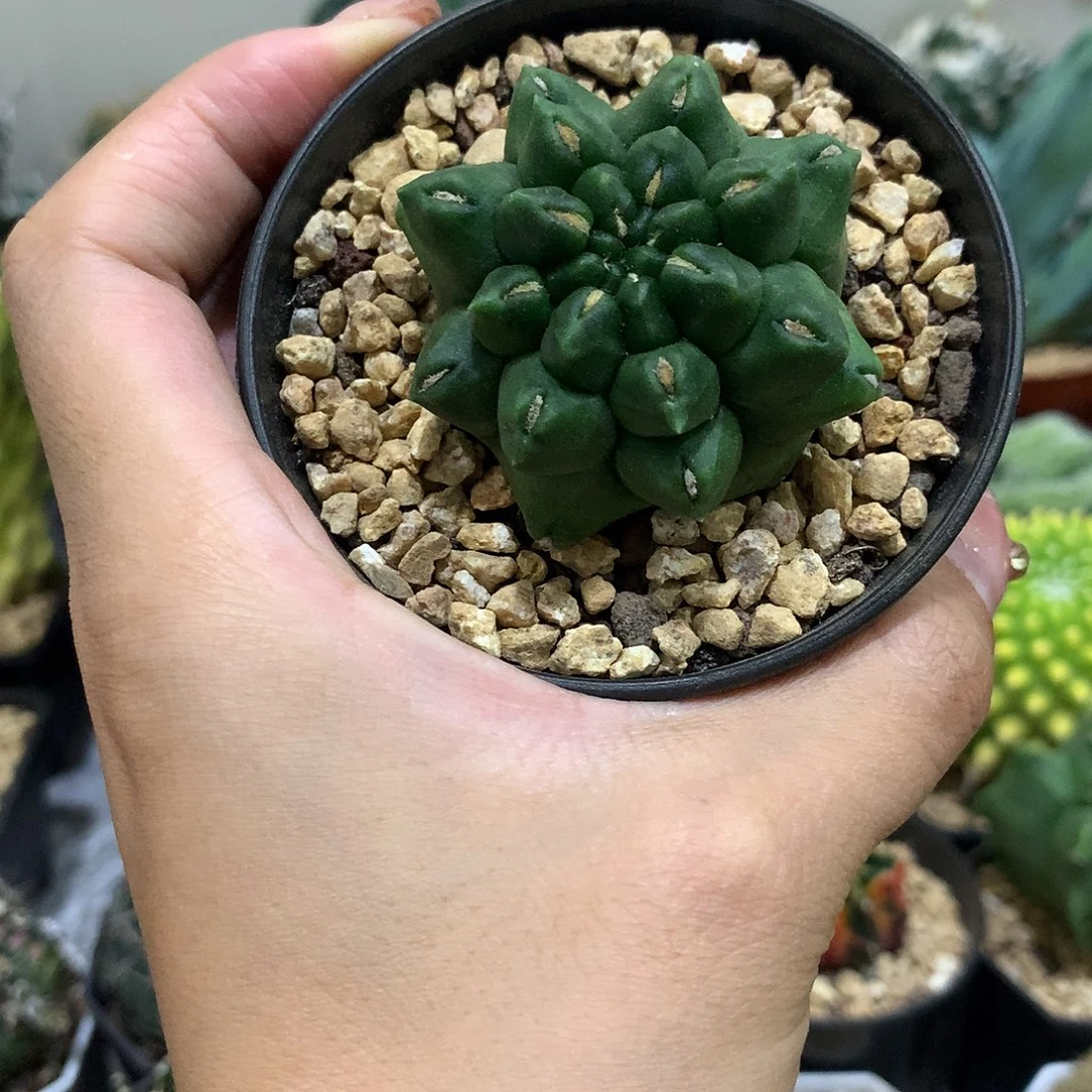 当前无花栽培后可以开花翠晃石仙人球