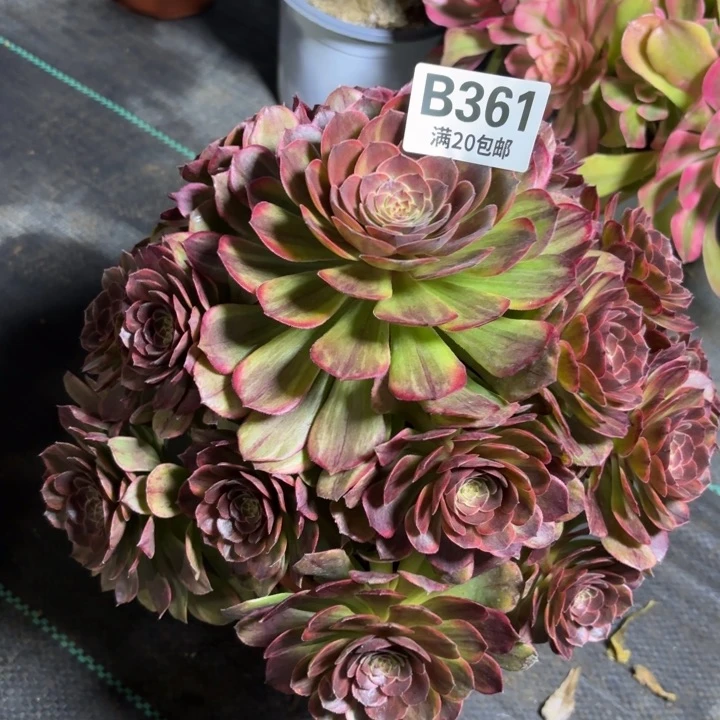 瑞妈一物一拍361