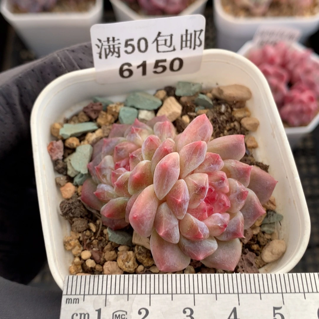 6150。秘境冰魄双头。