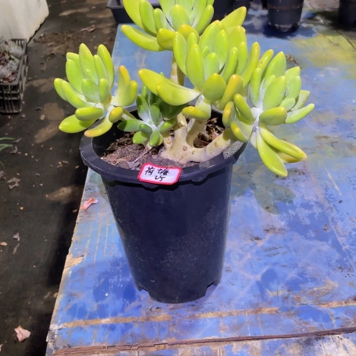 荷***色老桩金蝉一物一拍