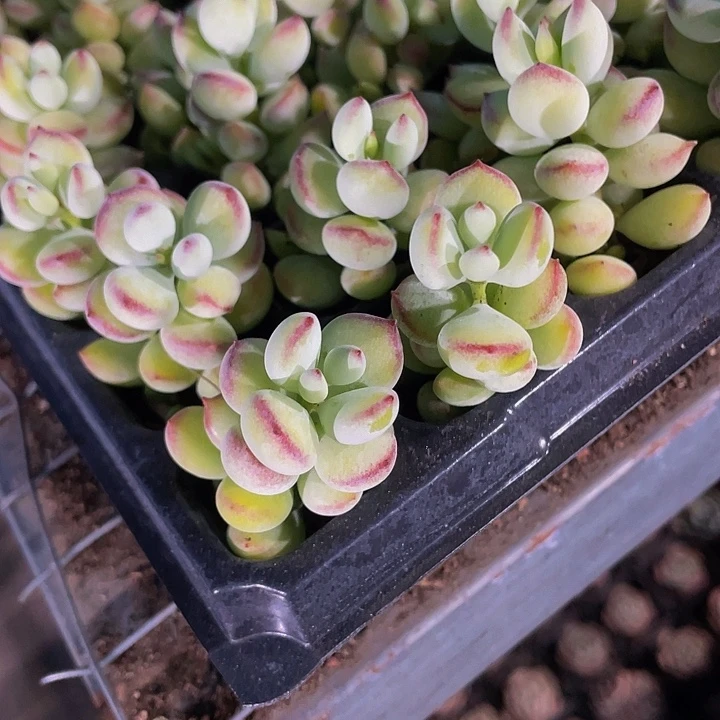 小香豆子1元带土发