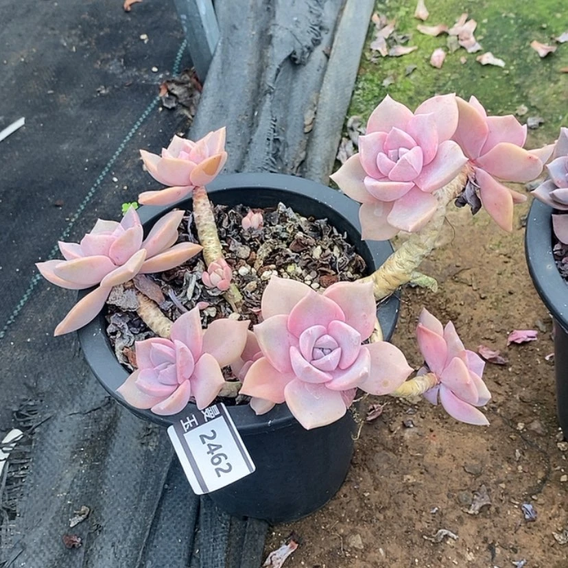 【闪购商品】彩虹糖2462