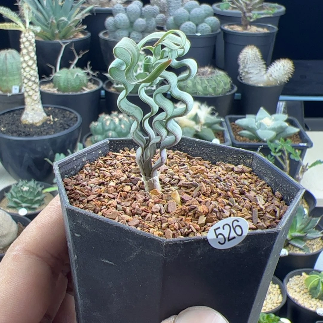海带弹簧草一物一拍