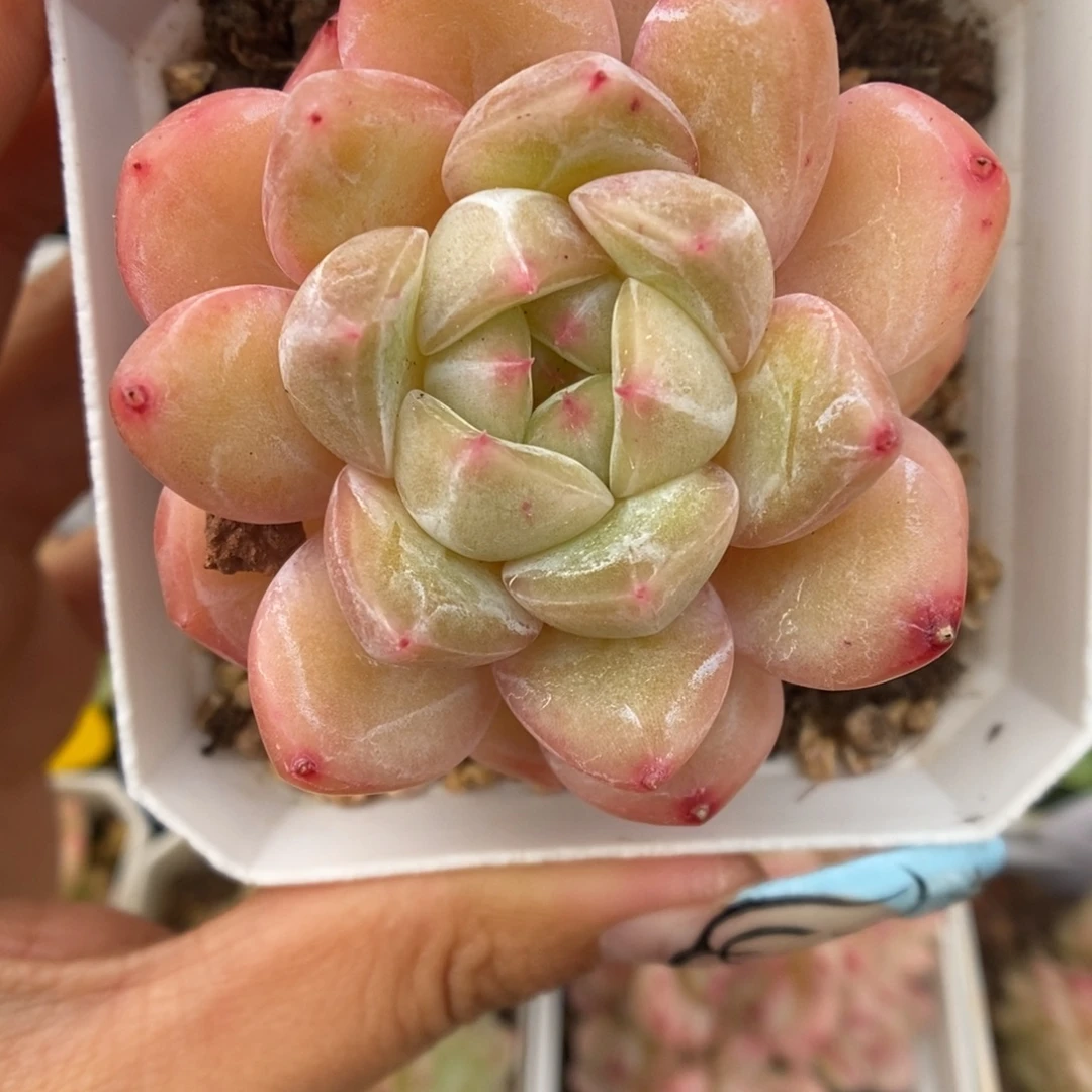 璇玑珍妮可拍583号