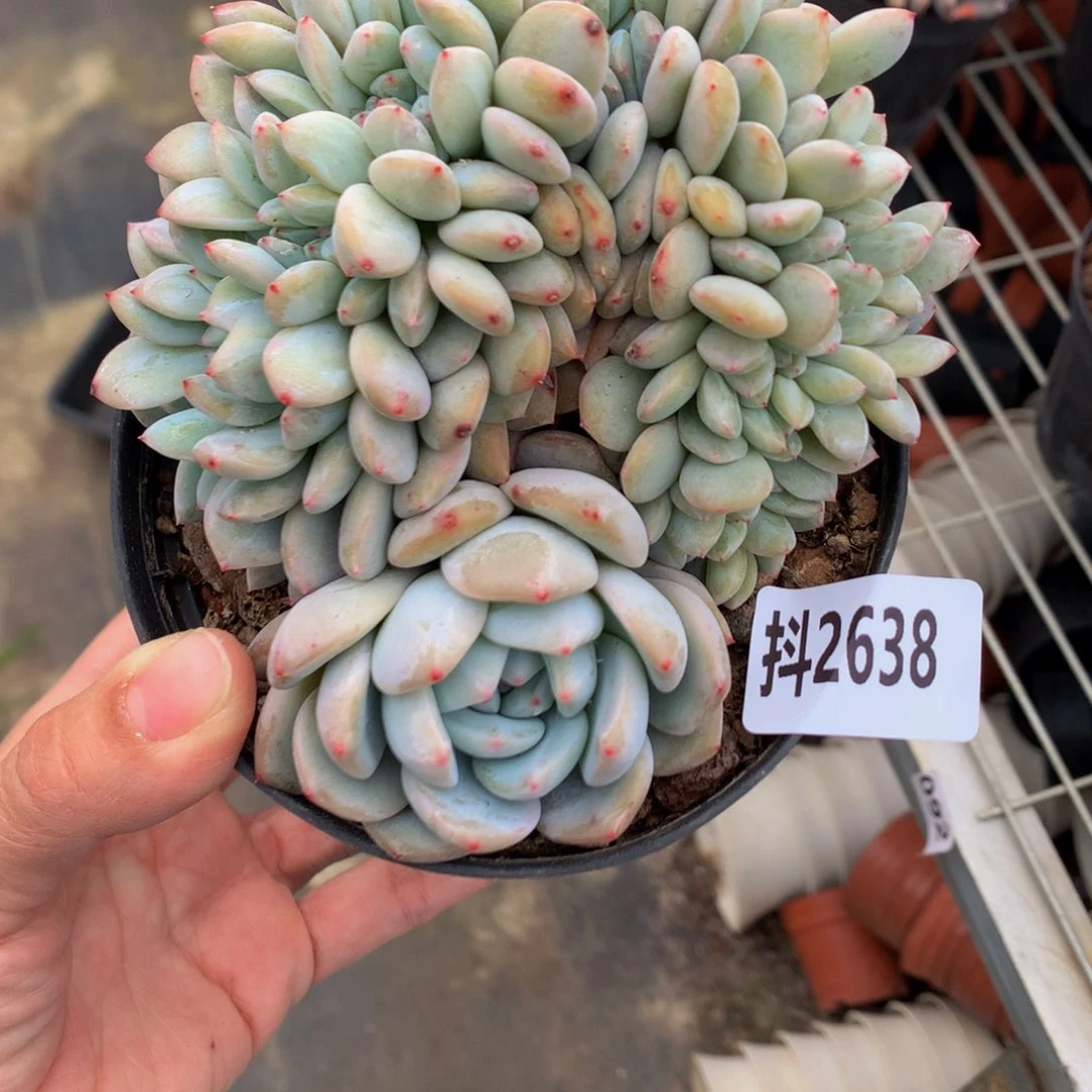 2638缀在这一刻都没有