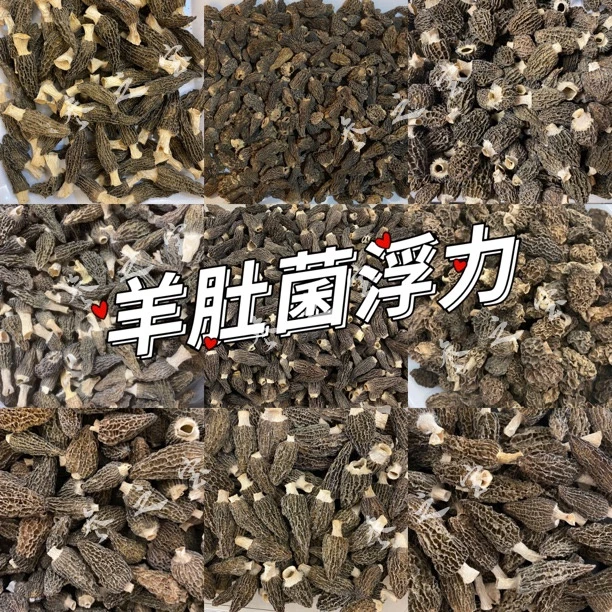 【羊肚菌】 羊肚菌