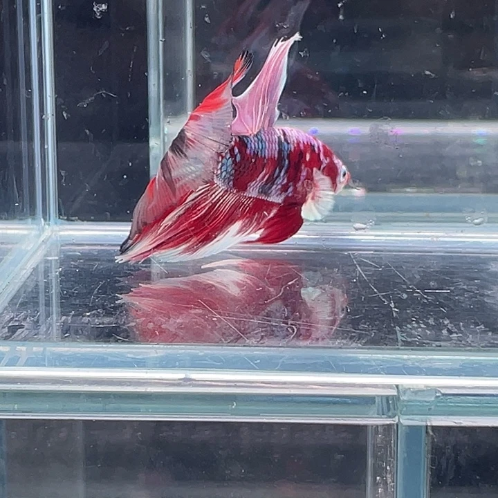 斗鱼包活不包损谢谢