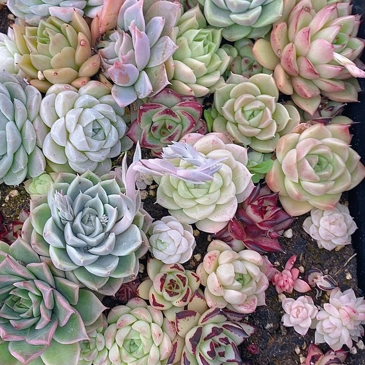 60 多肉植物盆栽花卉植物