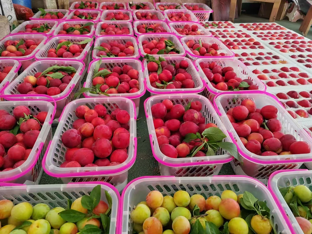 【东山小莱】东山李奈黄李正宗现摘酸脆可口软糯香甜一口爆汁新鲜