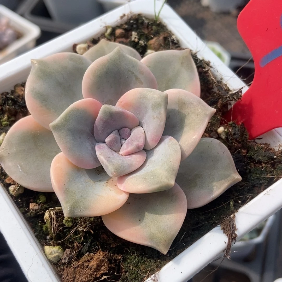 983紫乐锦多肉植物保护