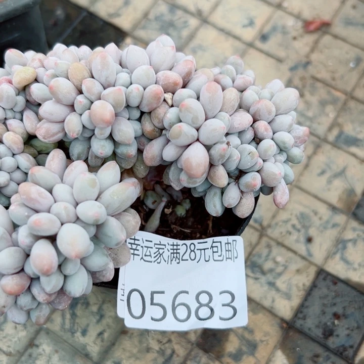 幸运的是我还没遇到过