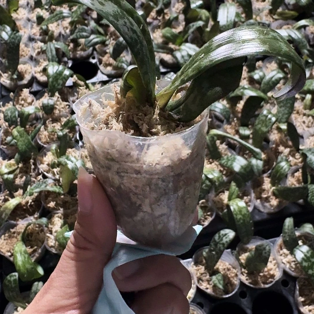 完全开放清*蝴蝶兰