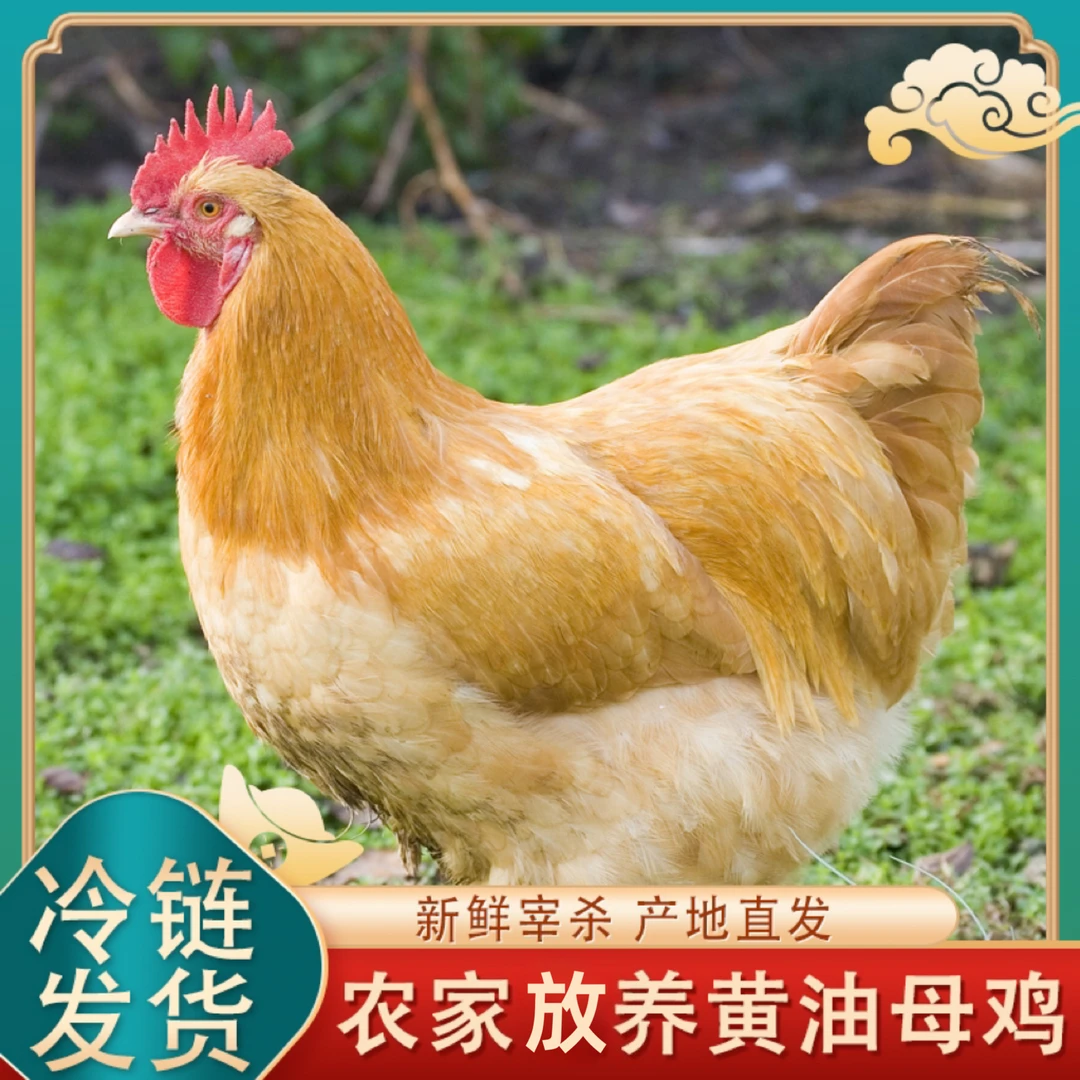 【小文农场】放养2年黄油老母鸡 带内脏 5只净重10斤