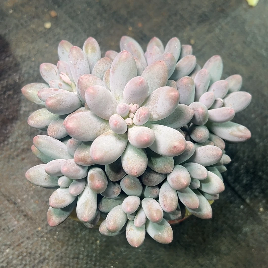 1103018 汤圆手捧群生无砍