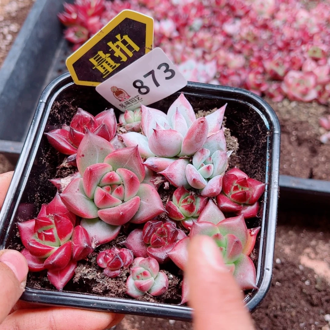 多肉植物多肉植物