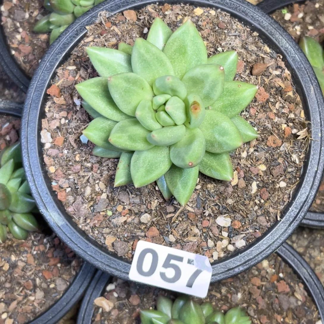 恋****园多肉植物沃家美人057