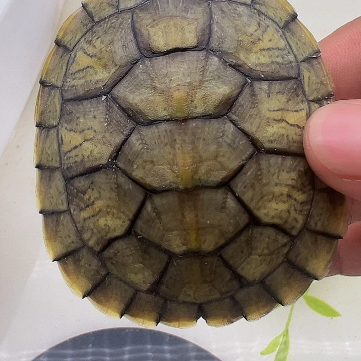 绿毛龟母巴西龟1111