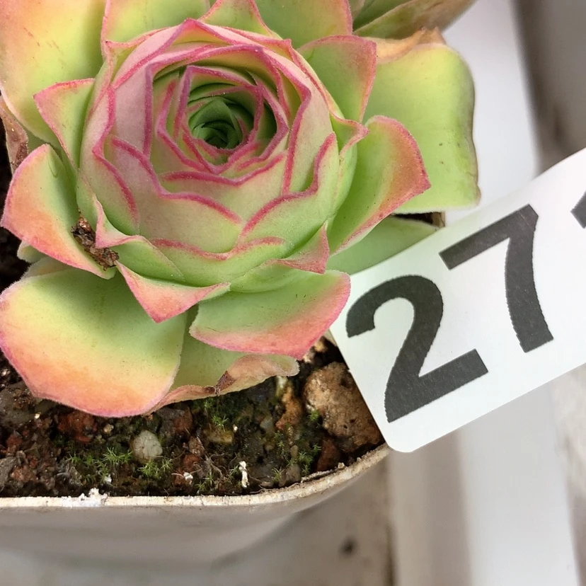 【闪购商品】yjj271