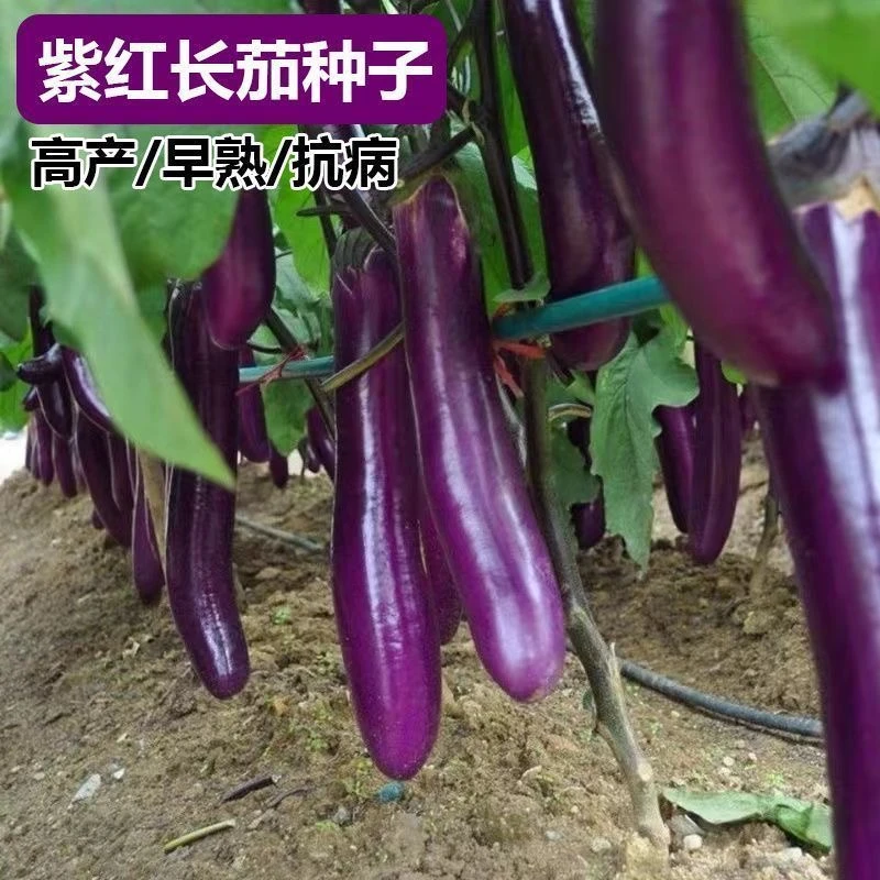 紫红长茄茄子种子高产特大蔬菜盆栽阳台种植易护理瓜果