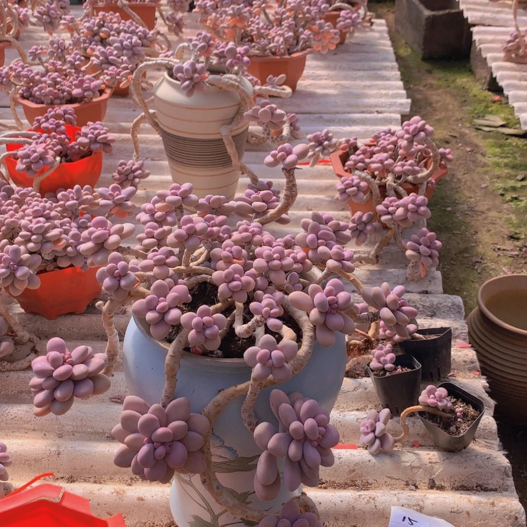 S****桃蛋老桩一物一拍15号