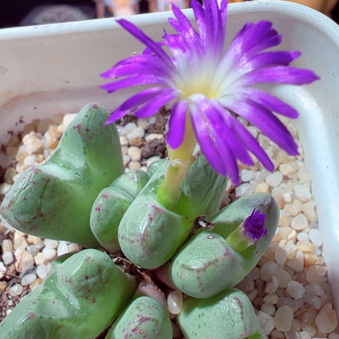 1014-424多肉多肉斑马