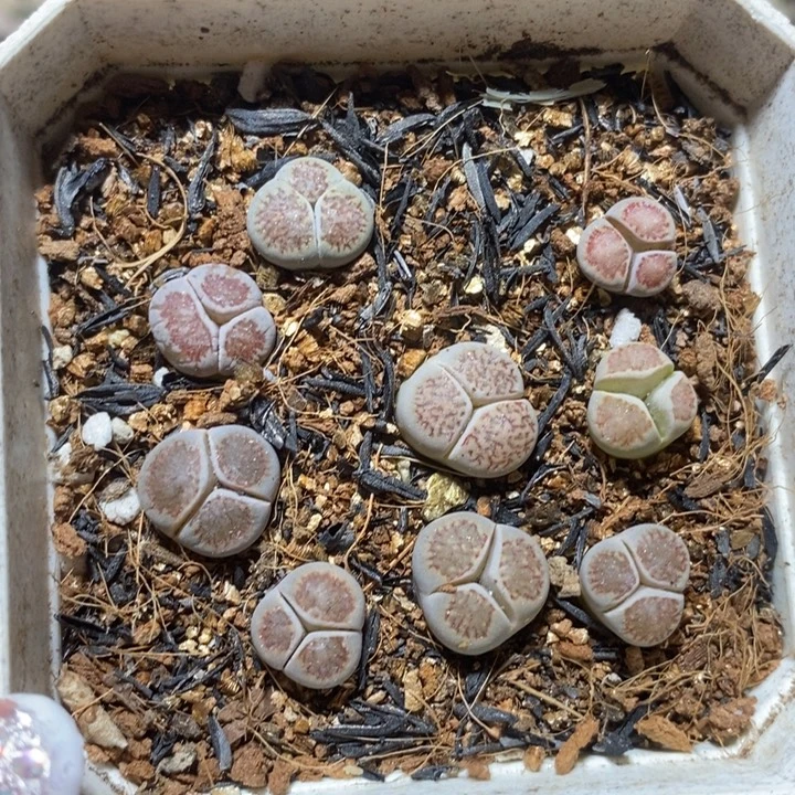漂亮奔驰特价特价