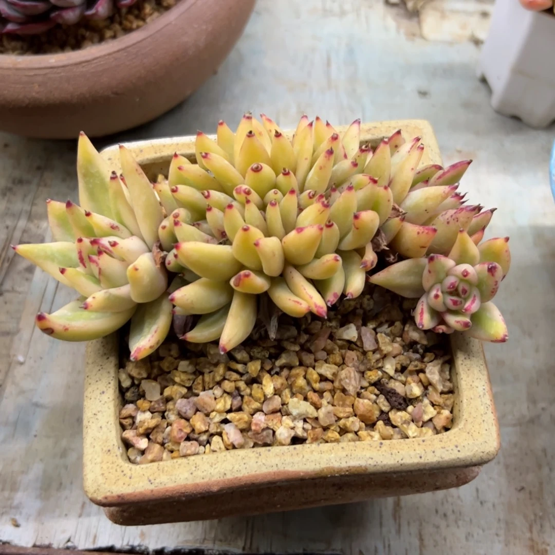 虎鲸锦缀18 零零多肉植物