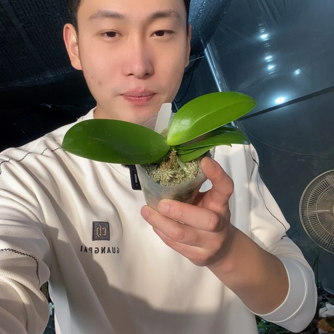 无花朵梅林蝴蝶兰