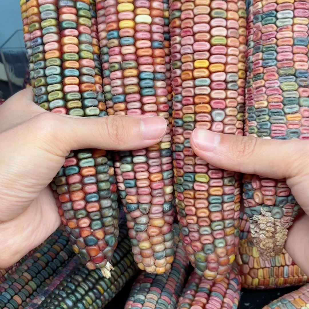 墨***羽吊坠白玉菩提文玩精品文玩精品