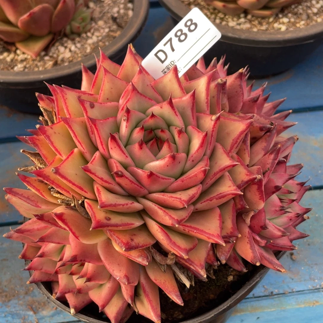 无花朵若如东云组拍D788