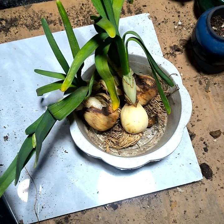 满6元包邮，水仙一颗