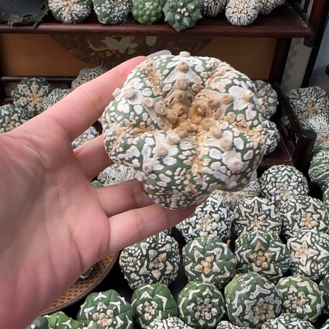 6.8cm瑕疵v兜不退换