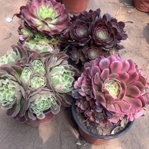 568多肉植物组合