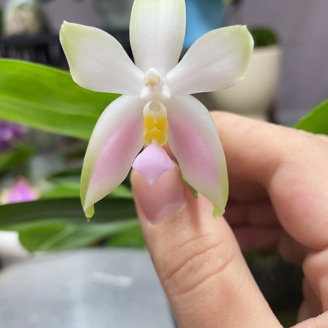 完全开放104叶瑕花期不保